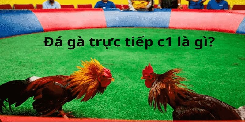 Đá gà trực tiếp C1 - Hấp dẫn, kịch tính